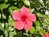 Hibiscus