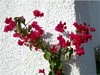 Bouganvillea