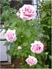 Pink Roses